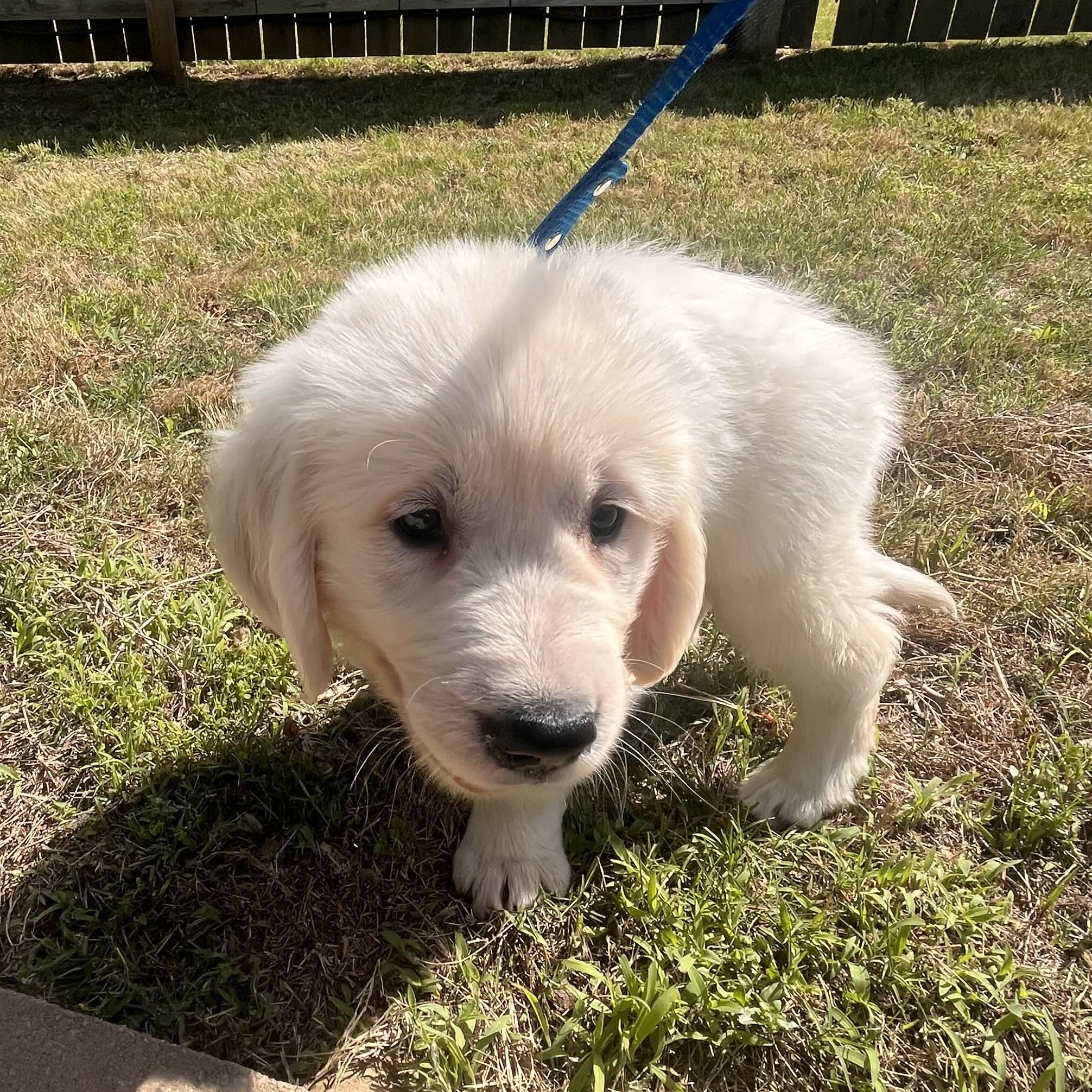 shade's profile picture